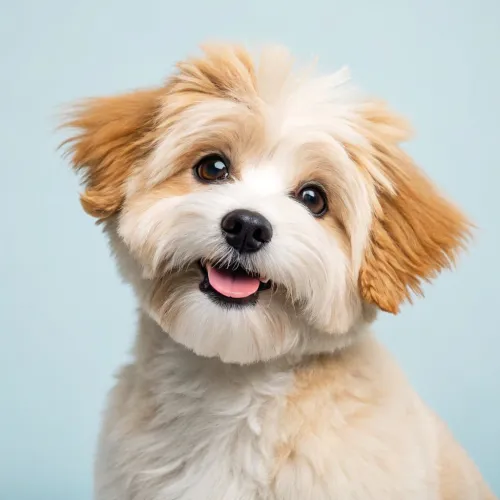 Chibi Pet Portrait